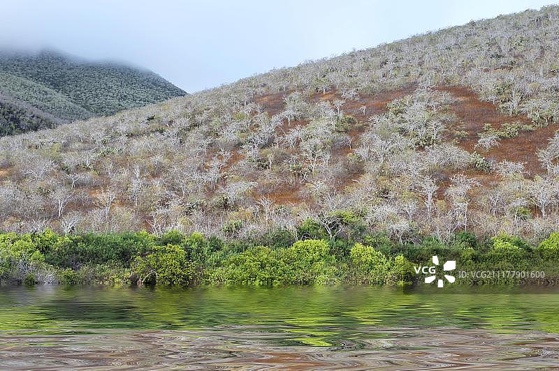南美洲厄瓜多尔拉比达岛上的圣 Palo Santo (Bursera graveolens)，联合国教科文组织世界遗产图片素材