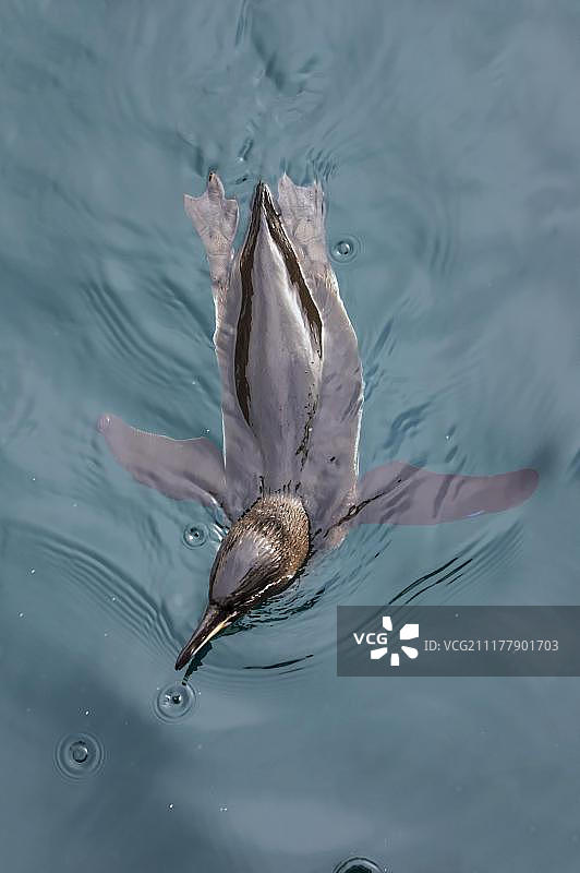 伊莎贝拉岛游泳的加拉帕戈斯企鹅，厄瓜多尔，南美洲图片素材