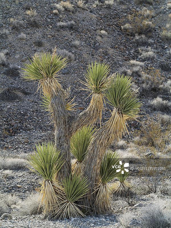 约书亚树（Yucca brevifolia），美国加利福尼亚州死亡谷国家公园，北美洲图片素材