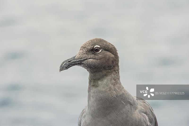 加拉帕戈斯群岛的熔岩鸥图片素材