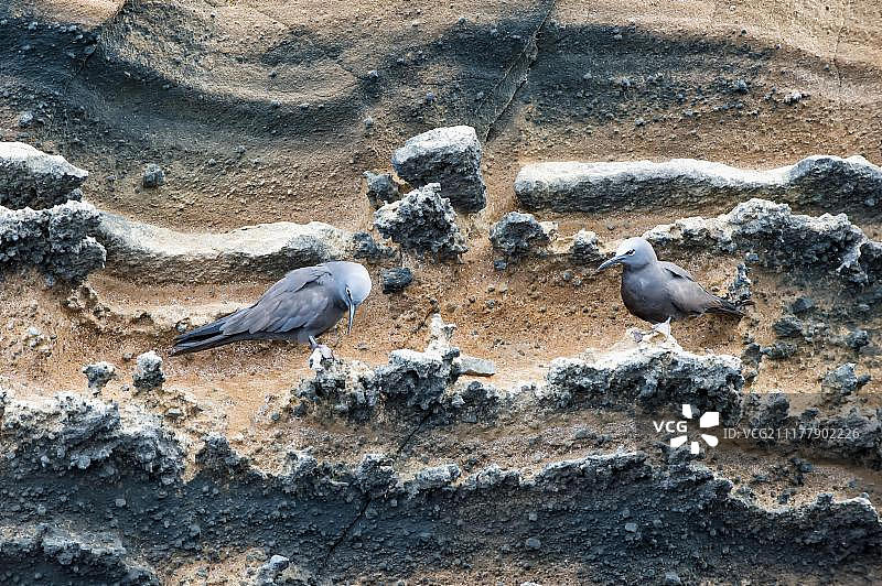 加拉帕戈斯棕色鲣鸟，蓬塔维森特罗卡，伊莎贝拉岛，加拉帕戈斯群岛，厄瓜多尔，南美洲图片素材