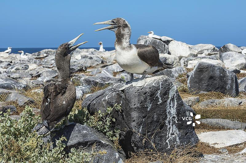 加拉帕戈斯埃斯帕尼奥拉岛的纳斯卡鲣鸟幼鸟图片素材