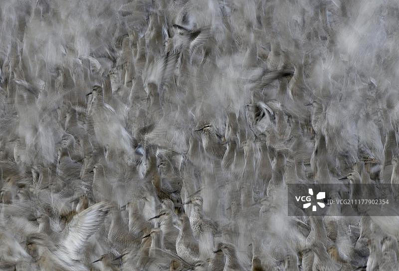 红腹滨鹬在英国诺福克郡斯内蒂沙姆坑的潮汐中栖息图片素材