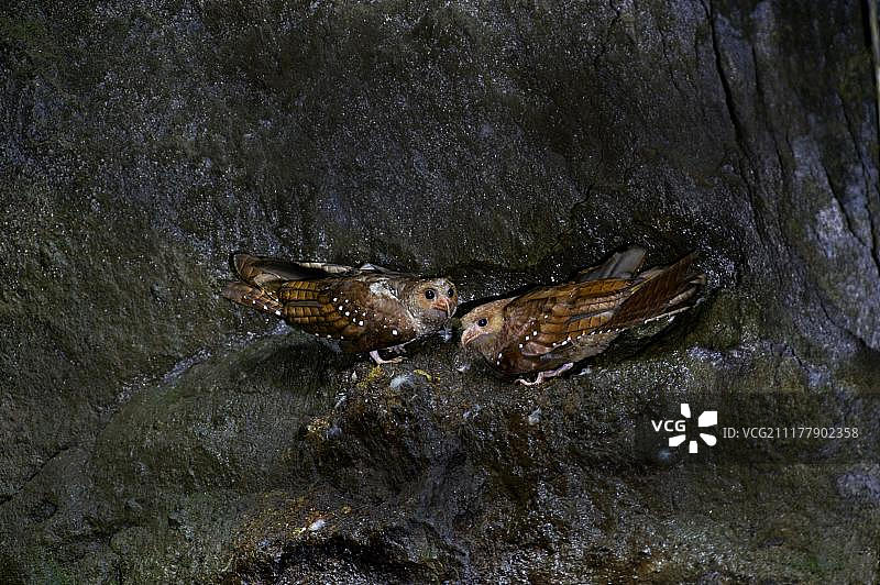 南美洲厄瓜多尔洞穴中的油鸱图片素材