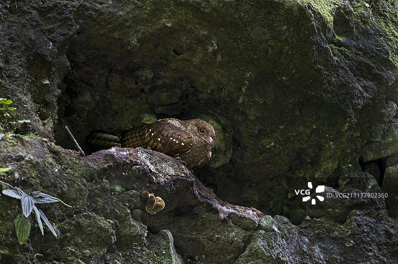油鸱（Steatornis caripensis），厄瓜多尔，南美洲图片素材