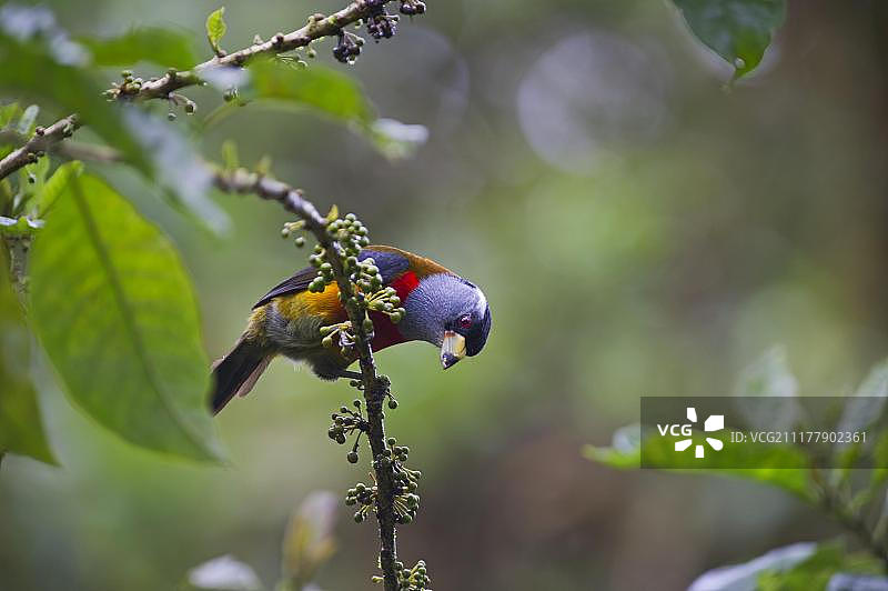南美洲厄瓜多尔乔科的图肯须鴷图片素材