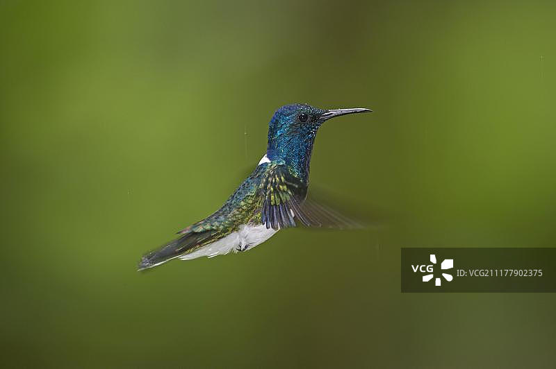 白颈蜂鸟，厄瓜多尔图片素材