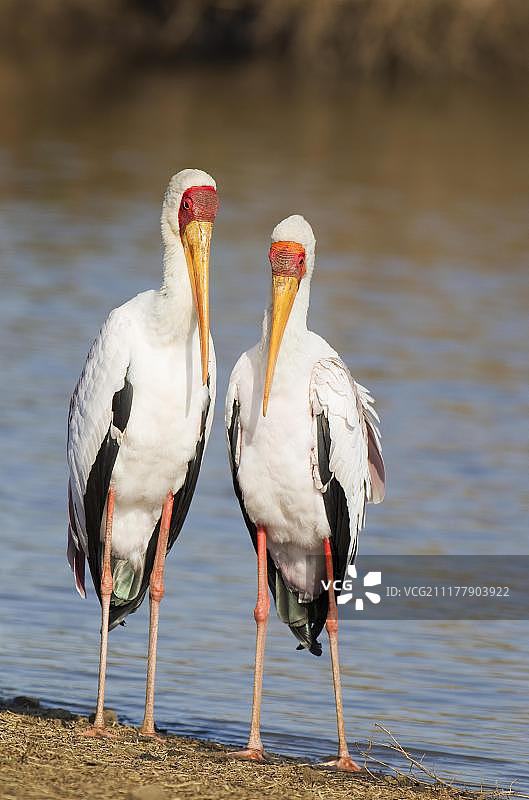 南非克鲁格国家公园的黄嘴鹳图片素材