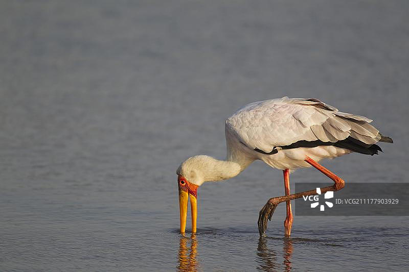 觅食的黄嘴鹳，南非克鲁格国家公园日落水坝，非洲图片素材