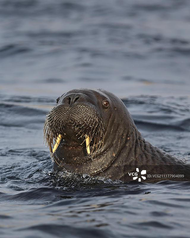在北冰洋中游泳的海象（Odobenus rosmarus），斯匹次卑尔根群岛，斯瓦尔巴群岛和扬马延岛，挪威，欧洲图片素材