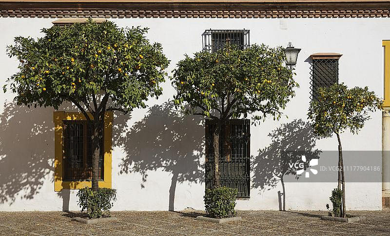 西班牙塞维利亚皮拉托斯广场的苦橙树图片素材