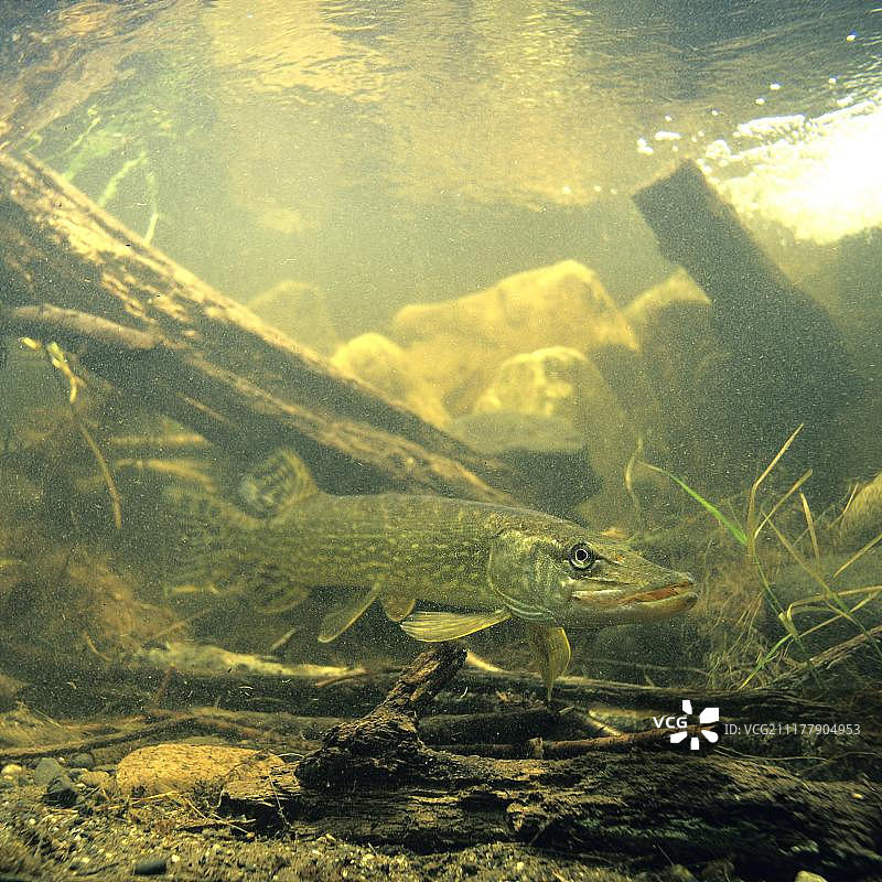 欧洲北梭鱼图片素材