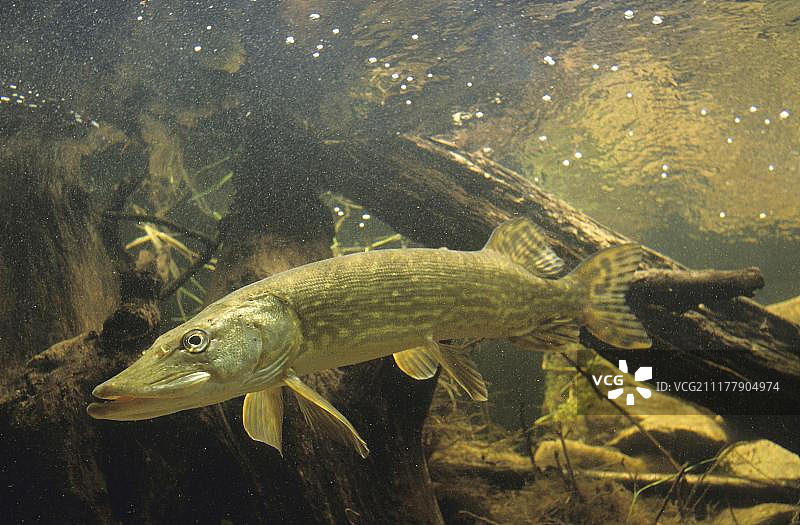 欧洲北梭鱼图片素材
