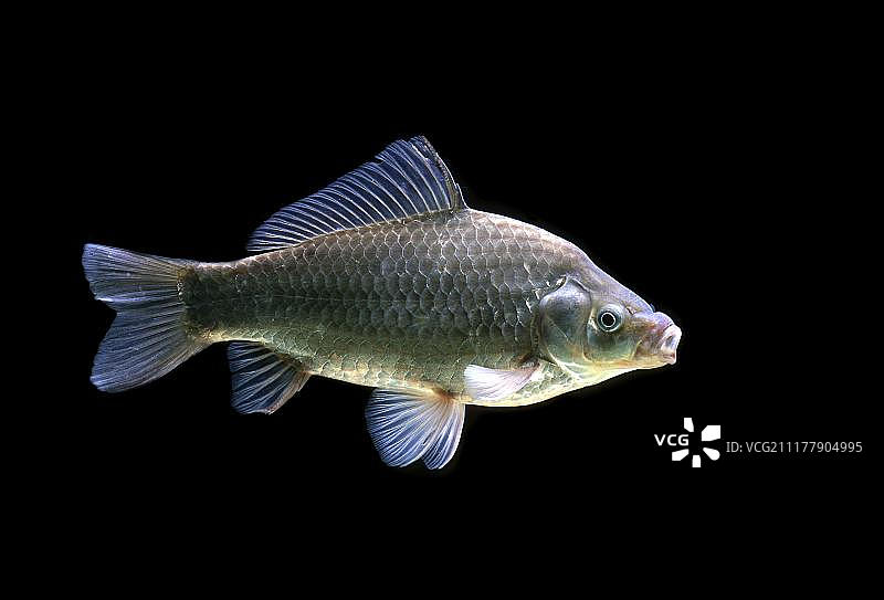 欧洲鲫鱼图片素材