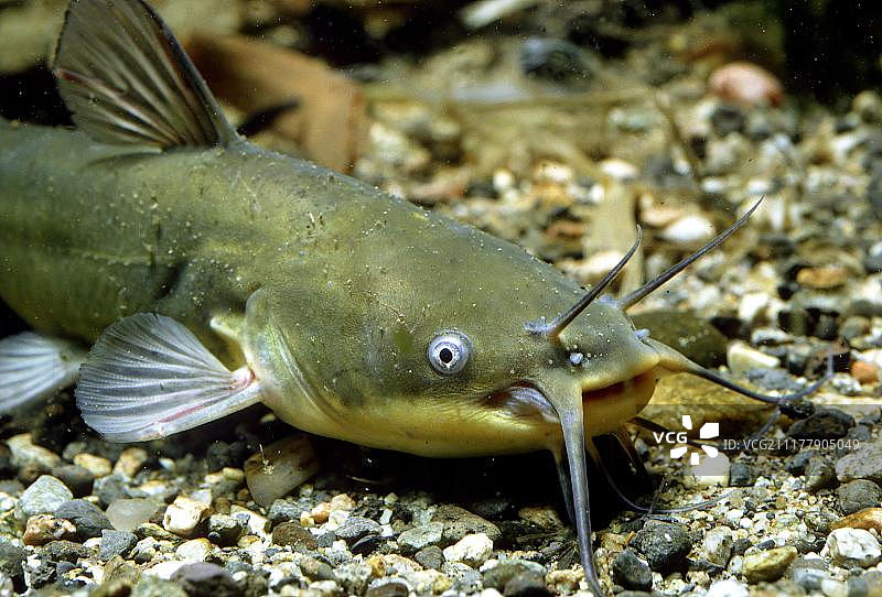 黑鲶鱼（Ictalurus melas），圈养，法国，欧洲图片素材