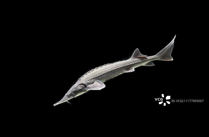 西伯利亚鲟鱼图片素材