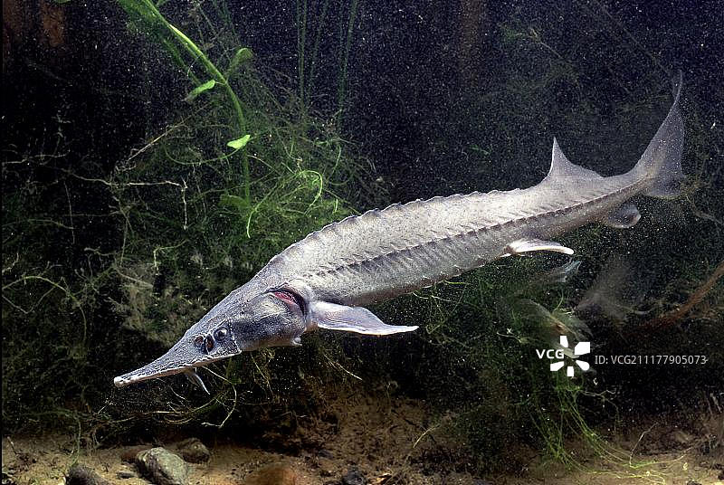 西伯利亚鲟鱼图片素材