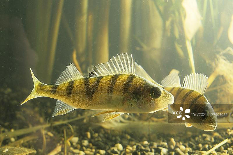 欧洲河鲈图片素材