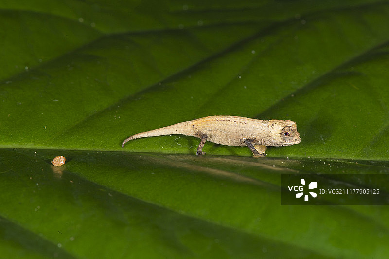 侏儒枯叶变色龙幼体，非洲马达加斯加芒阿贝岛图片素材