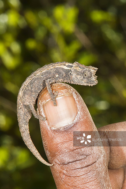 马达加斯加侏儒变色龙图片素材