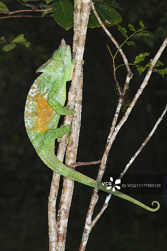 帕森变色龙，马达加斯加安达西贝-曼塔迪亚国家公园，非洲图片素材