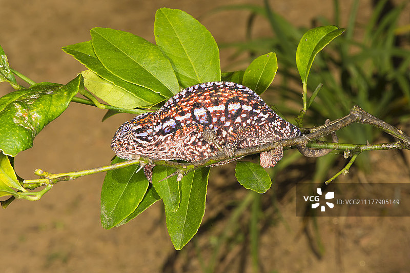 地毯变色龙（Furcifer lateralis），雌性，马达加斯加图片素材