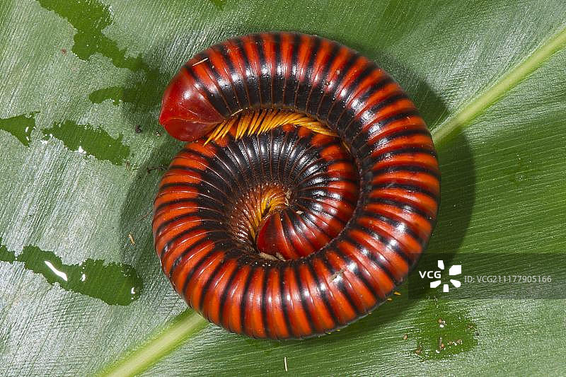 巨型马达加斯加马陆(Aphistogoniulus hova)，马达加斯加，非洲图片素材