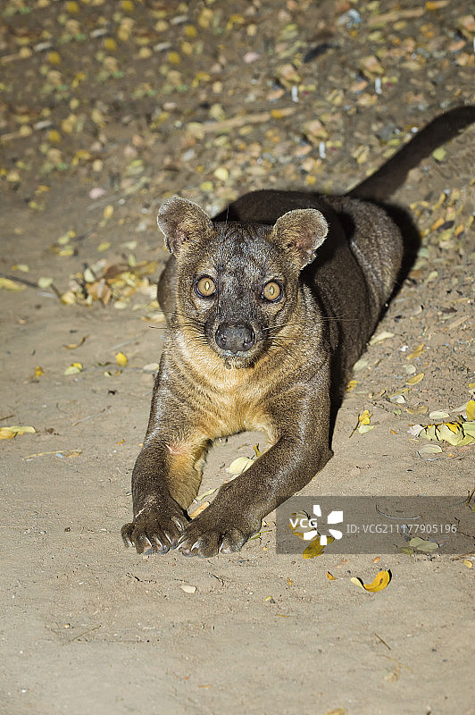 马岛长尾狸猫：马达加斯加基林迪森林图片素材