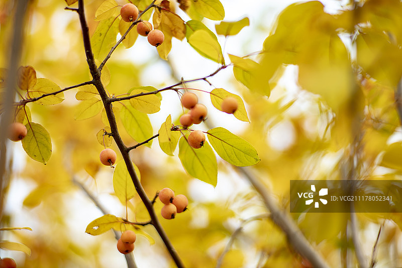 冬红果海棠秋季果实图片素材