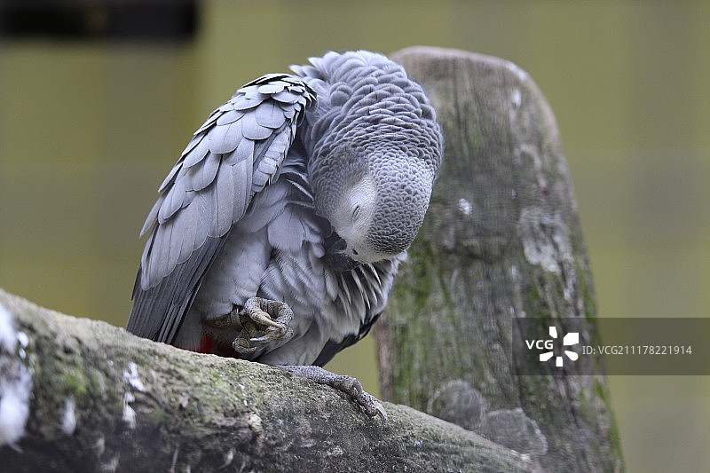吉隆坡飞禽公园非洲灰鹦鹉图片素材