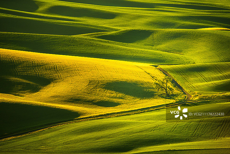 帕卢斯绿色调图片素材