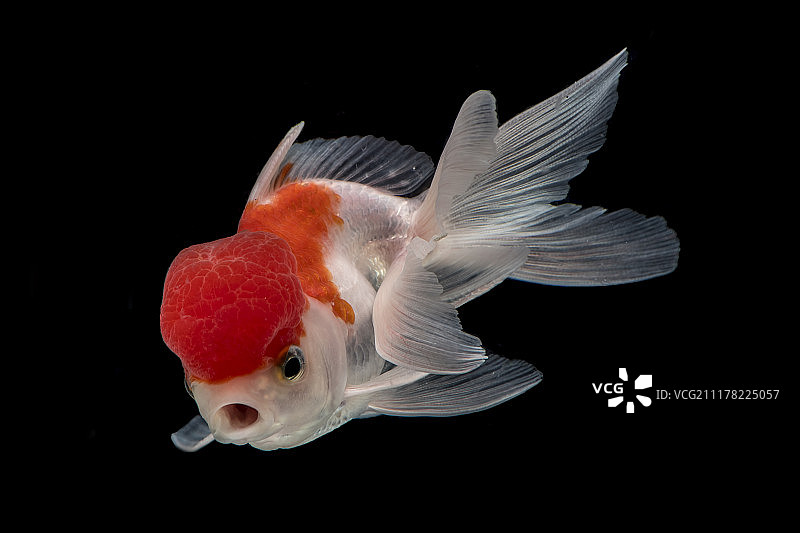 捕捉深色背景下的金鱼动态图片素材