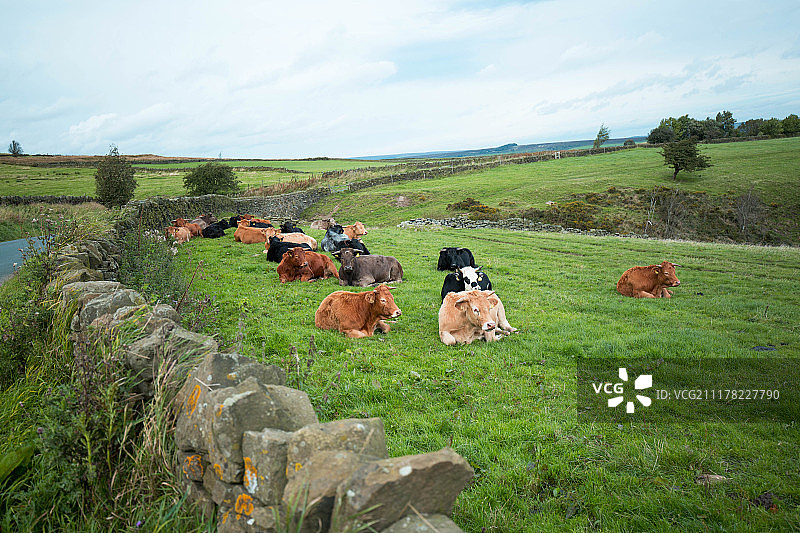 田野上牛群的背面视角图片素材
