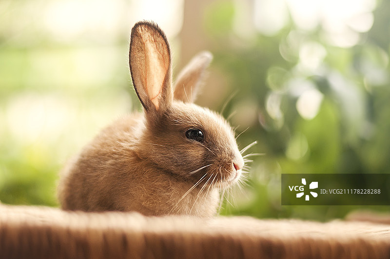 小兔子图片素材