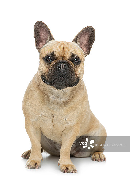 美丽的法国斗牛犬图片素材