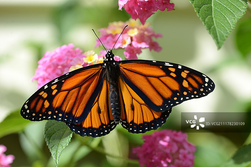 夏日色彩图片素材