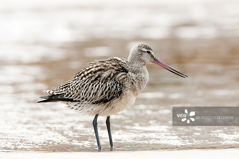 斑尾塍鹬图片素材