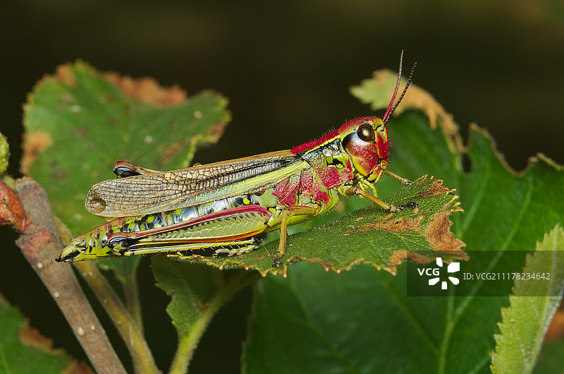 山地红绿蚱蜢图片素材
