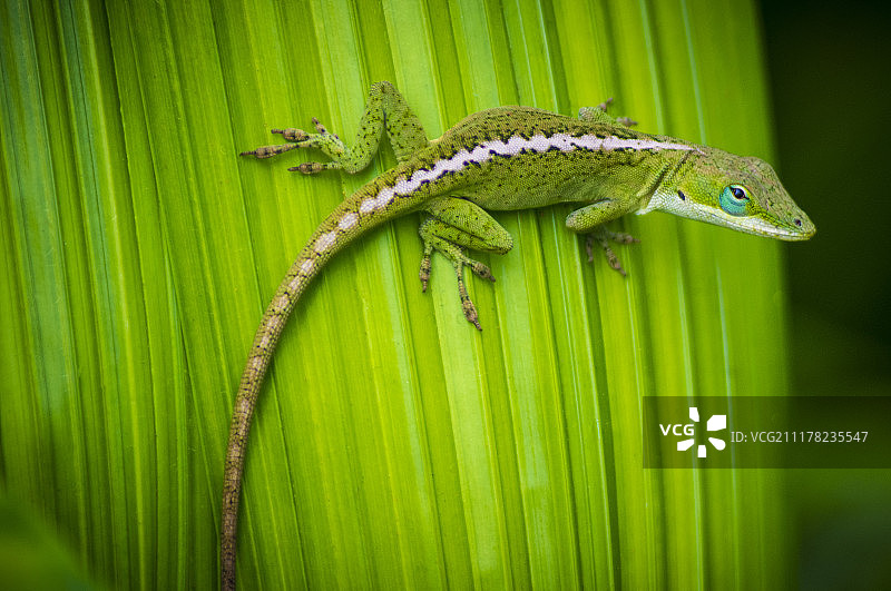 夏威夷壁虎图片素材