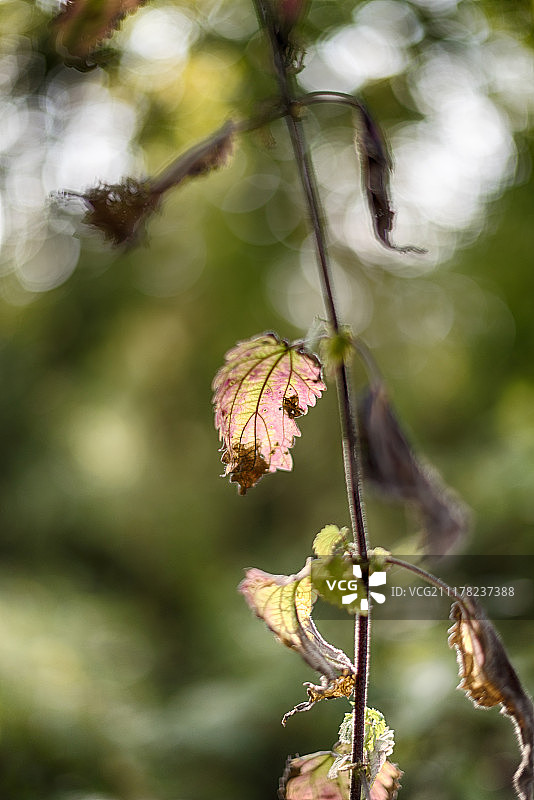 植物叶子的特写图片素材