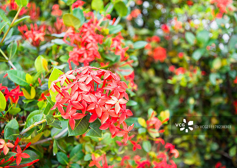 公园里红色开花植物特写图片素材