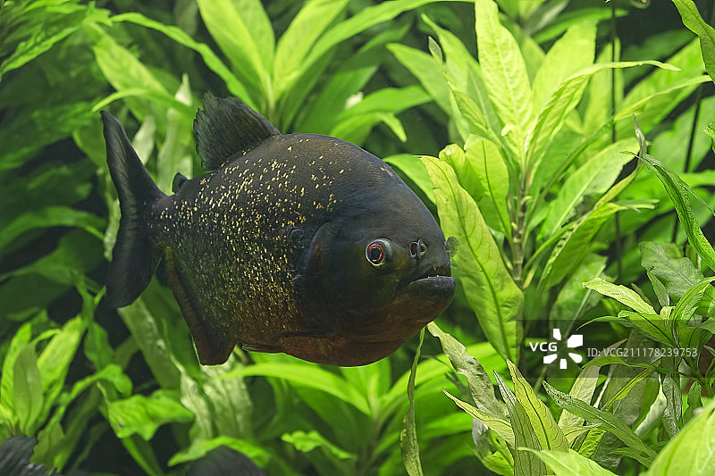 张开嘴的大食人鱼肖像图片素材