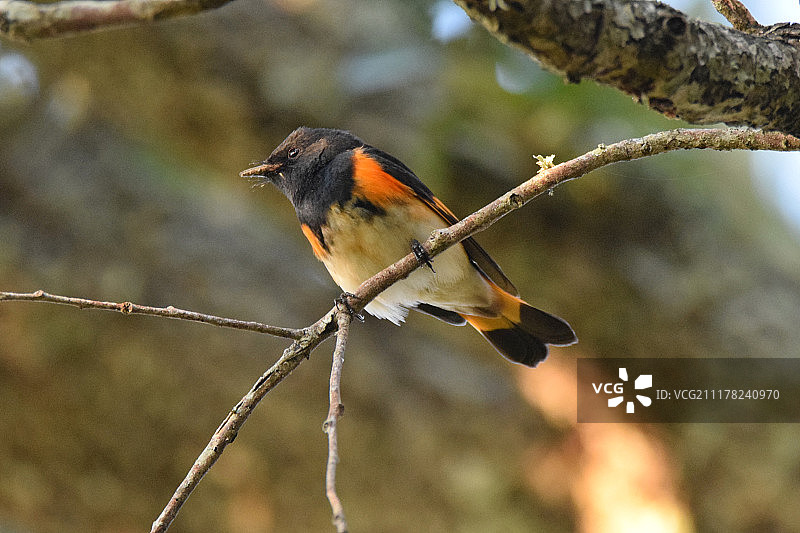 黄昏红尾鸲图片素材