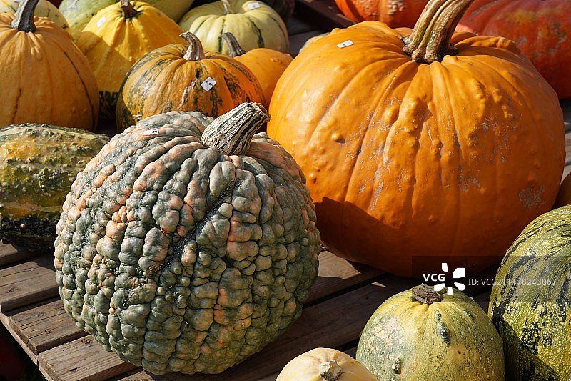 葫芦科植物 - Rene Cortin图片素材