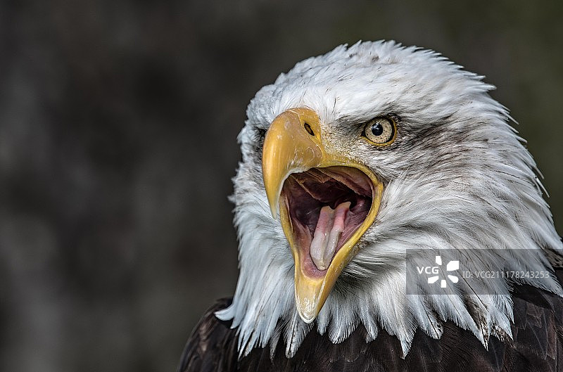 白头海雕图片素材