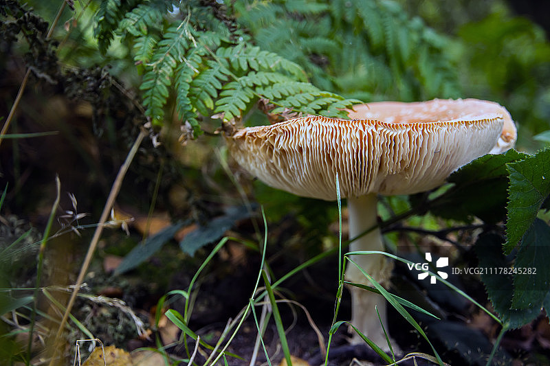 戴帽子的猫图片素材