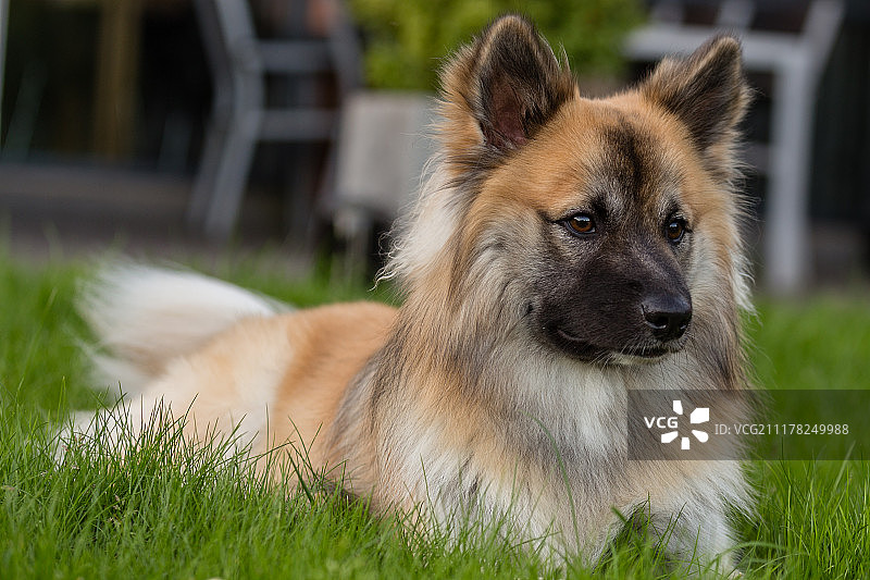索尔-冰岛牧羊犬图片素材