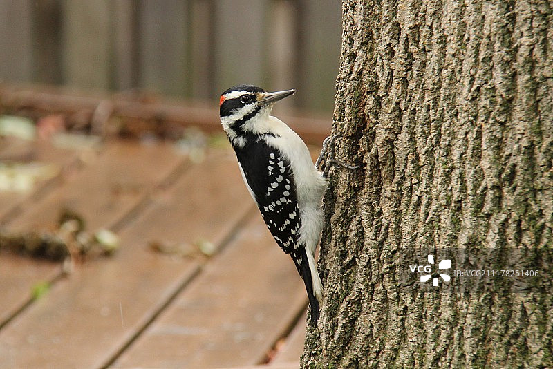 在白蜡树上的毛茸茸的啄木鸟图片素材