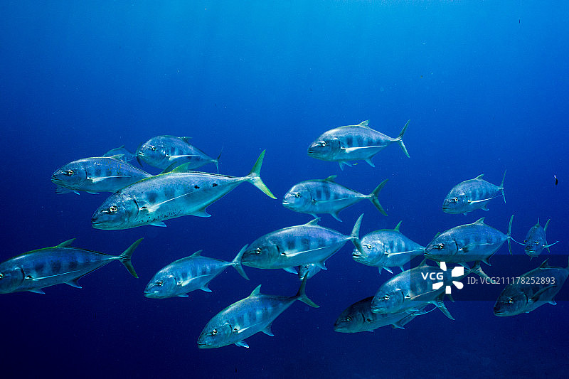 伐木工人向我走来图片素材