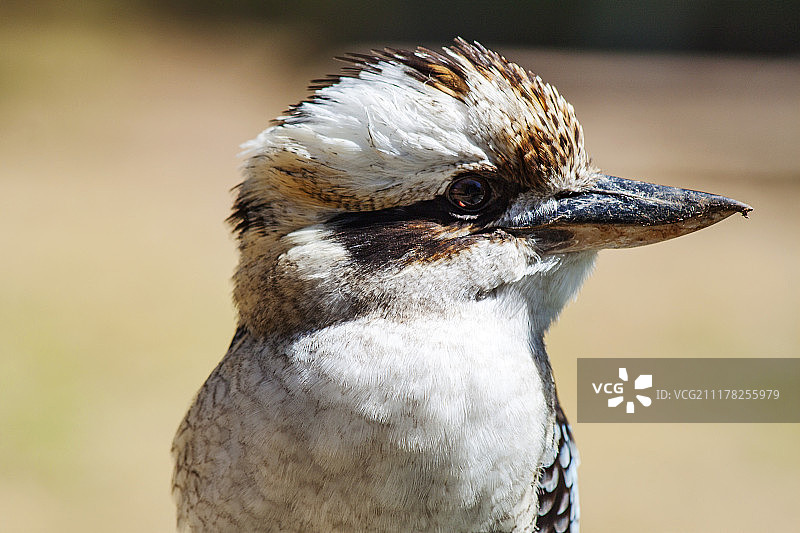 笑翠鸟笑图片素材